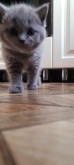 Продается котенок шотландка девочка