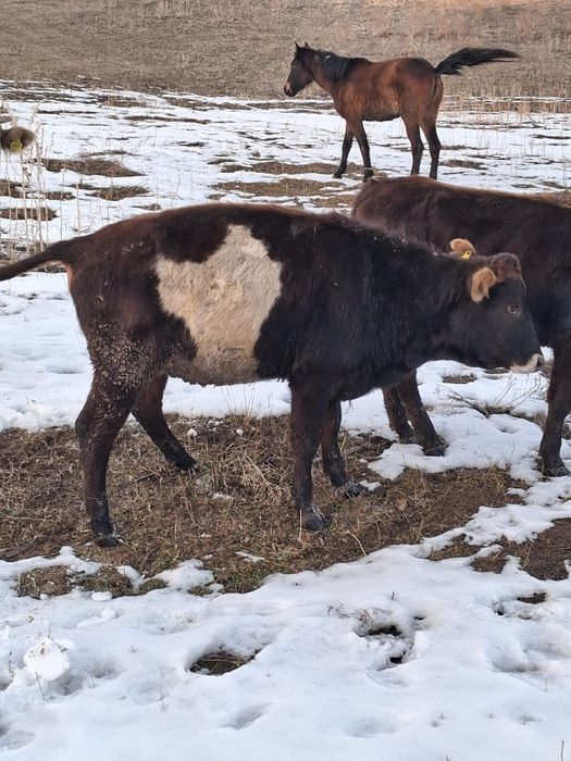 Коровы ( сиыр) продам