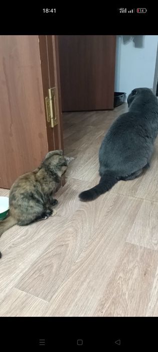 Отдам котенка в любящие  руки