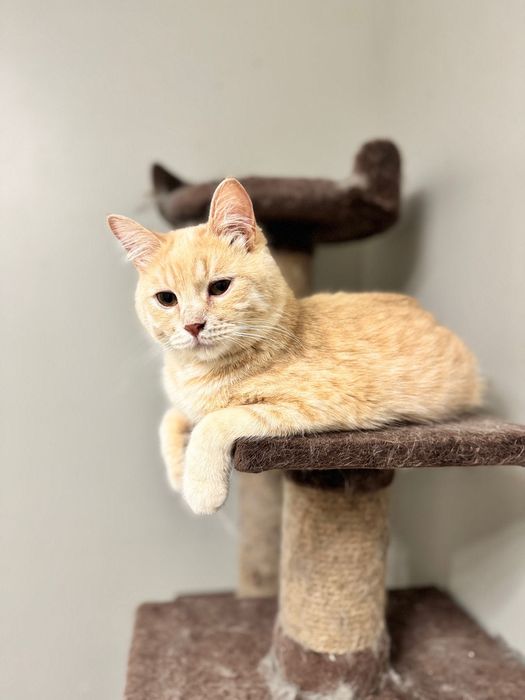 Кот Перс красавчик!