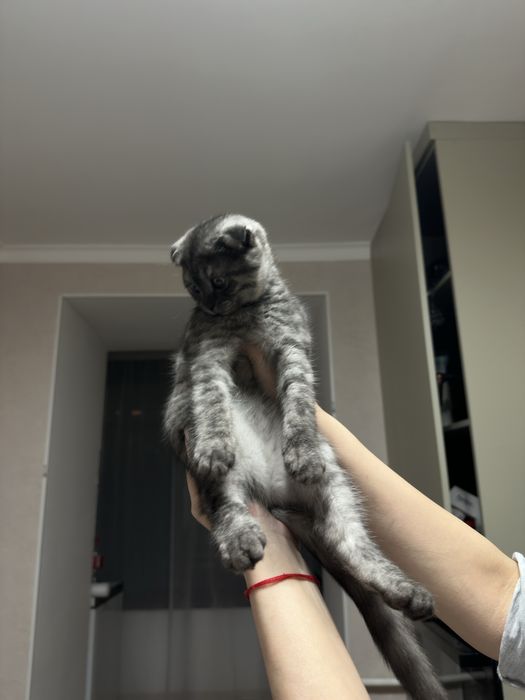 Продам котенка вислоухая девочка
