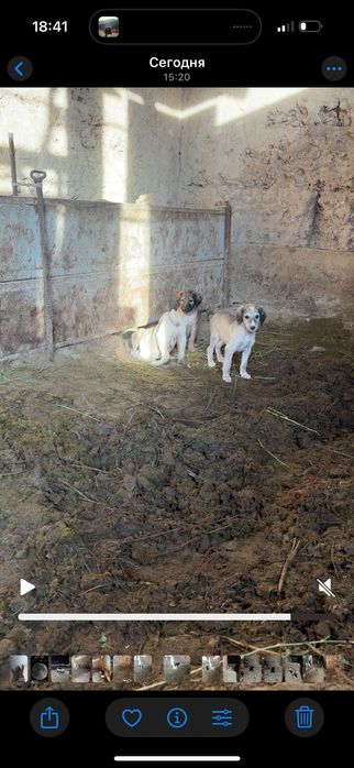 Тазы күшік тер бар