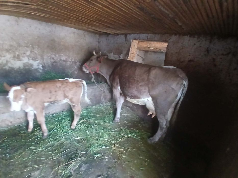 Vaca de vânzare cu vițel