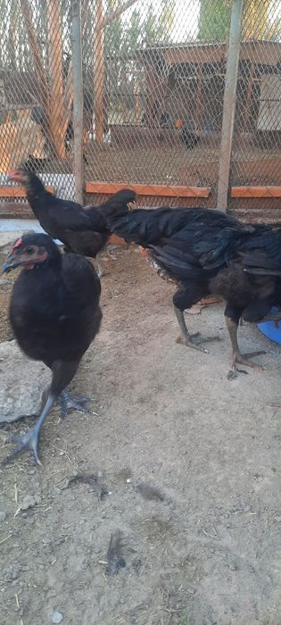 Qorashagzoda va chatishgan jojalar