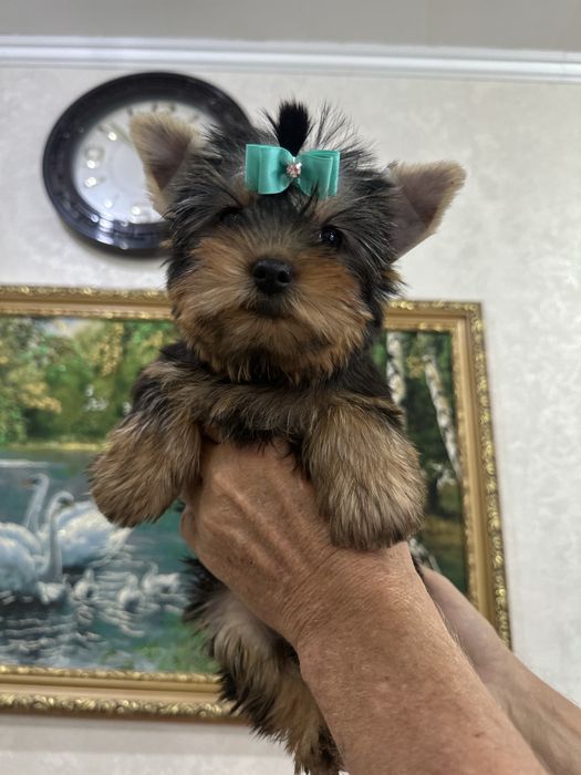 Щеночки йоркширского терьера