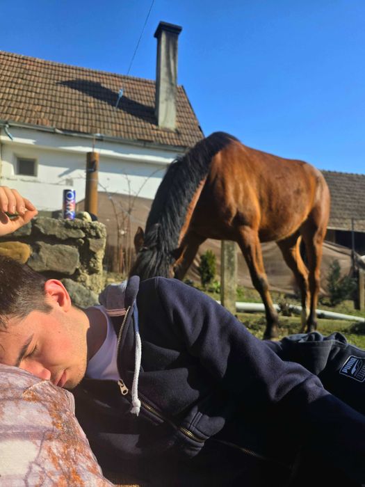 De vânzare iapă de 5 ani pentru echitație