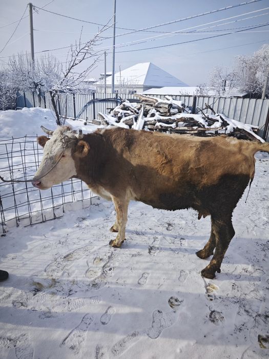 Продам корову стельную