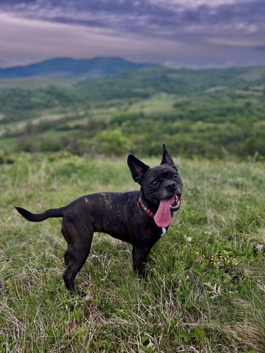 Pet sitter animale
