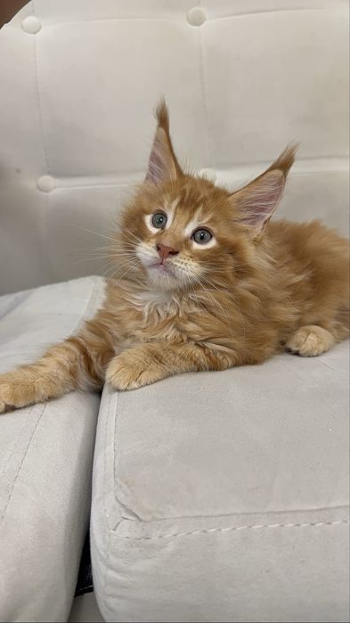 Котята Maine Coon от титулованных родителей. Цена от 650 до 1200 $