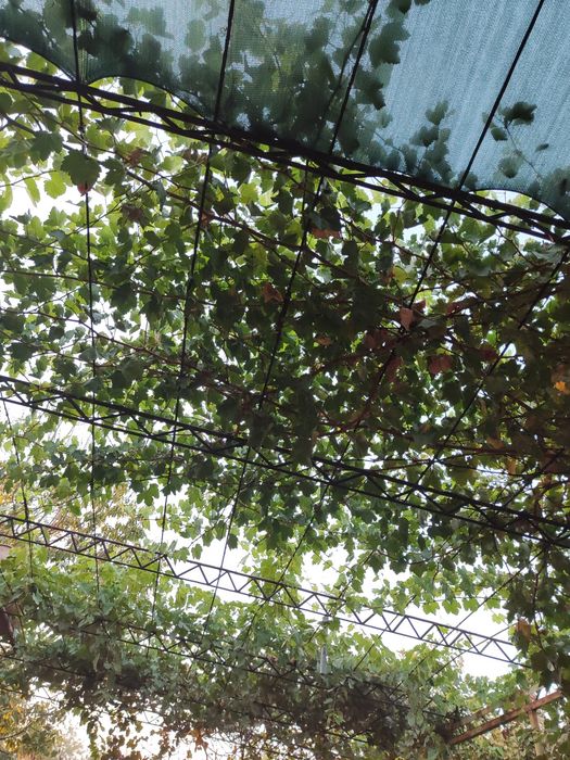 Parnik yasashga temir fermalar bor