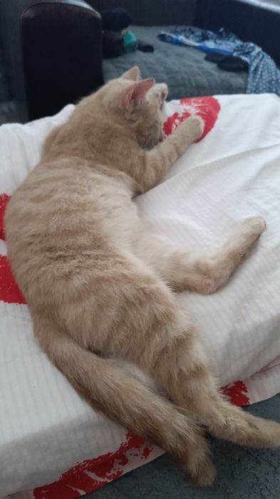 Отдам рыжего котика