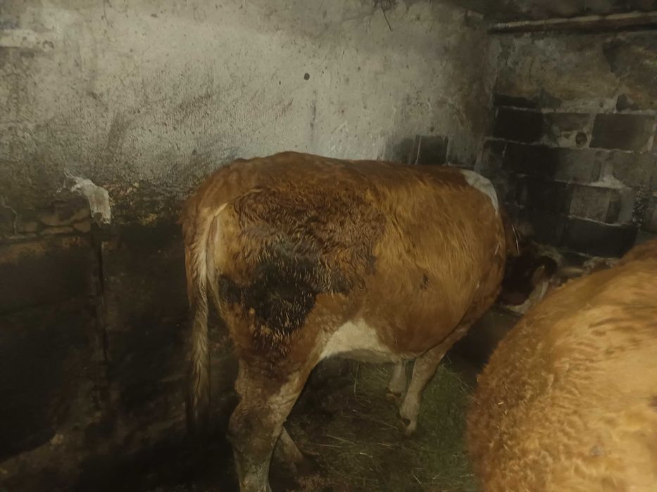 Juninca Bălțata românească