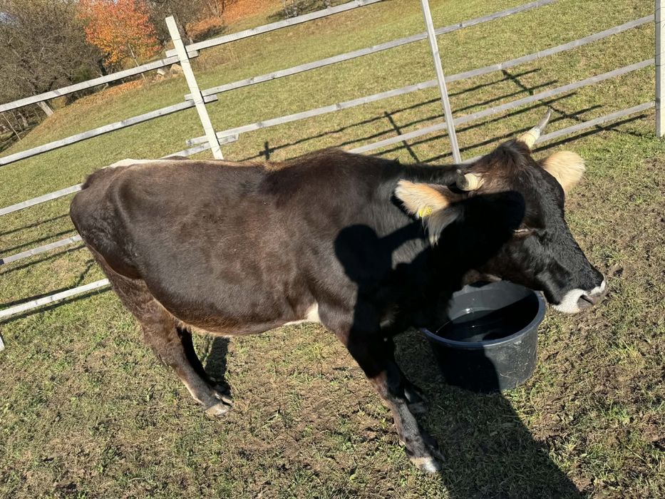 Vaca de vanzare