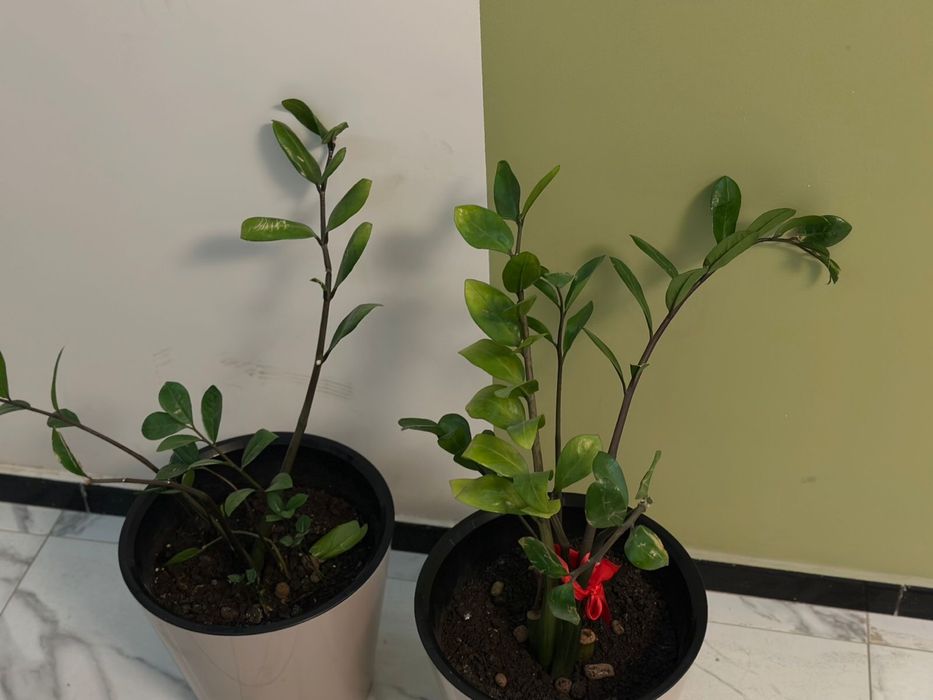 Продам долларовое дерево