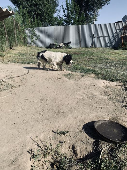 Продам  собаку охотничью