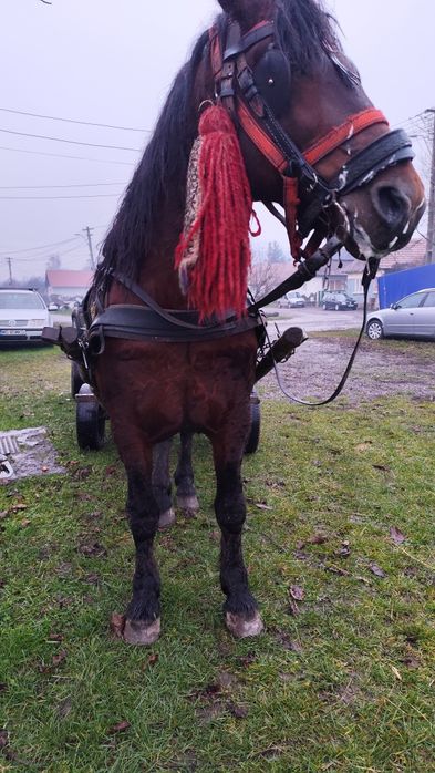 Vând sau schimb armăsar de șase ani e cuminte e blând trage bine