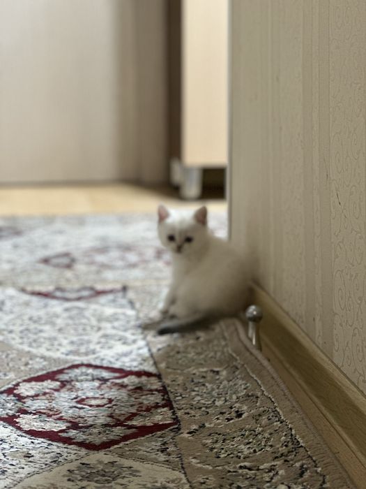 Шотландский котенок  (скоттиш-страйт.)