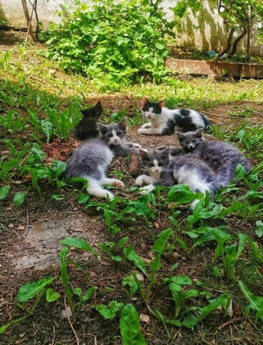 Proprietar inchiriez studio în centrul istoric, pet friendly