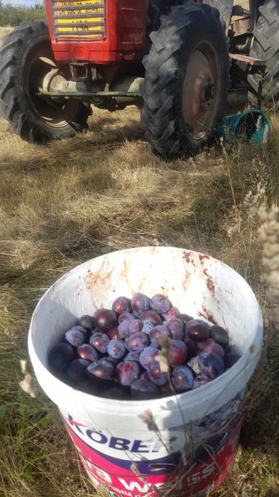 Vând prune de vânzare mai multe detaly la telefon