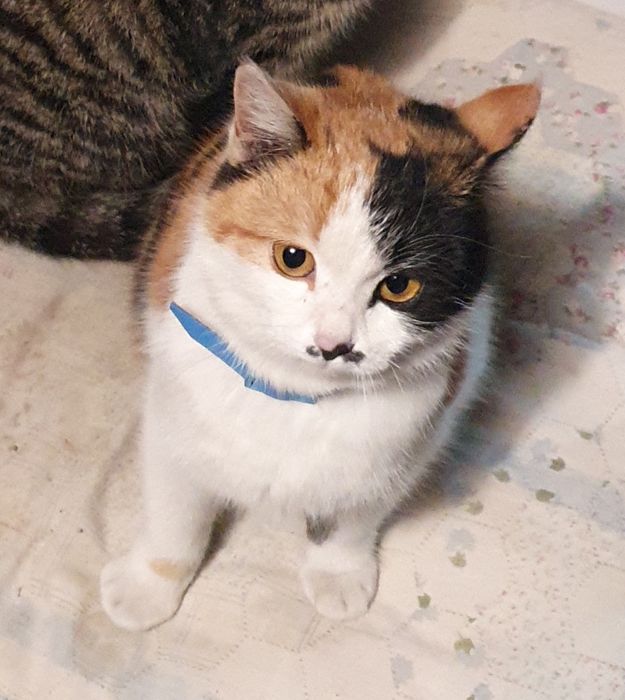 Кошка, в частный дом отдам