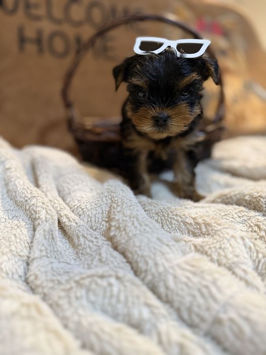 Йорки/Йоркширски териер