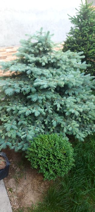 Арча  жуда чиройли буй 1м 50см  1м 70см. 2та