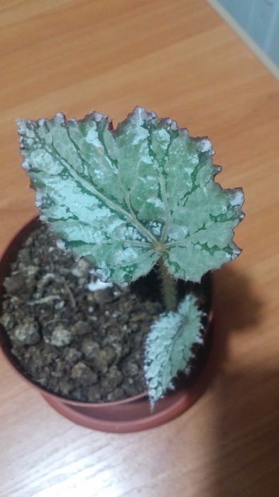 Бегония декоративнолистная