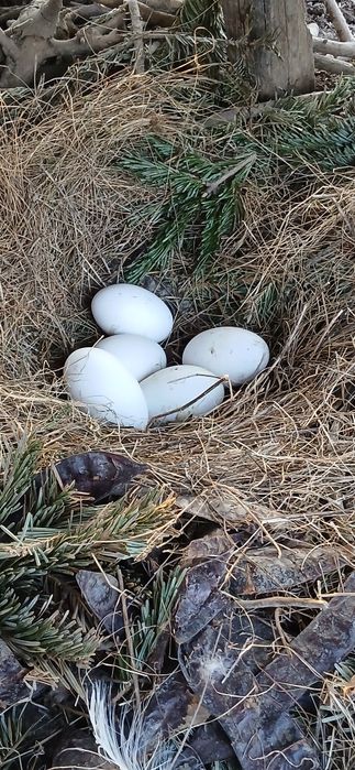 Vand oua de gasca pentru consum sau incubatie