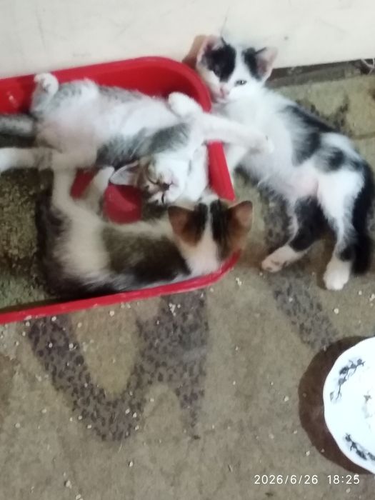 Отдам котят в добрые руки