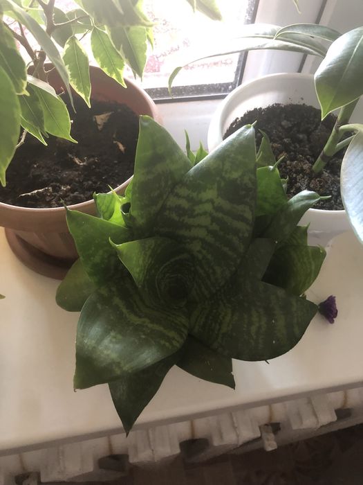 Комнатные цветы разные