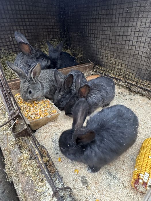 iepurasi urias german