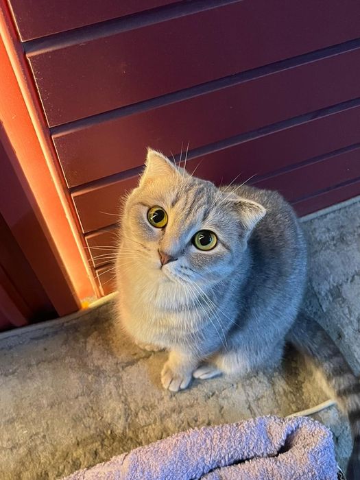 Кошка породистая