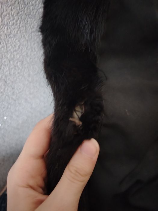 норковая шуба хорошая