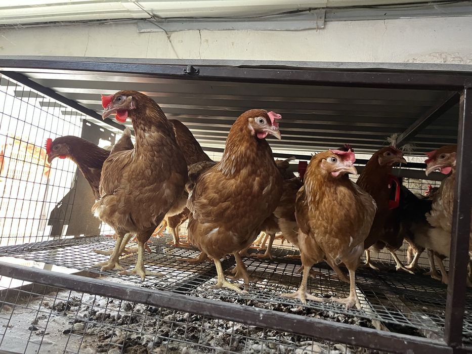 Молодые куры несушки Ломан Браун