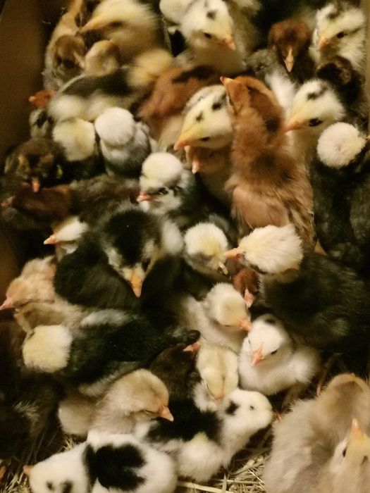 Puișori diferite rase