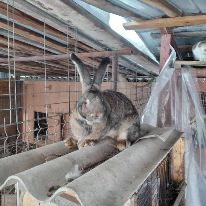 Vînd Femela uriaș german