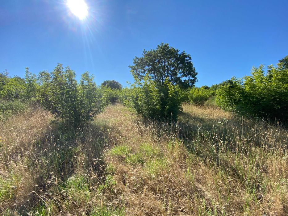 Продава се Парцел в Свети Влас - 3200 кв.м за 53 €/кв.м - Снимка #6