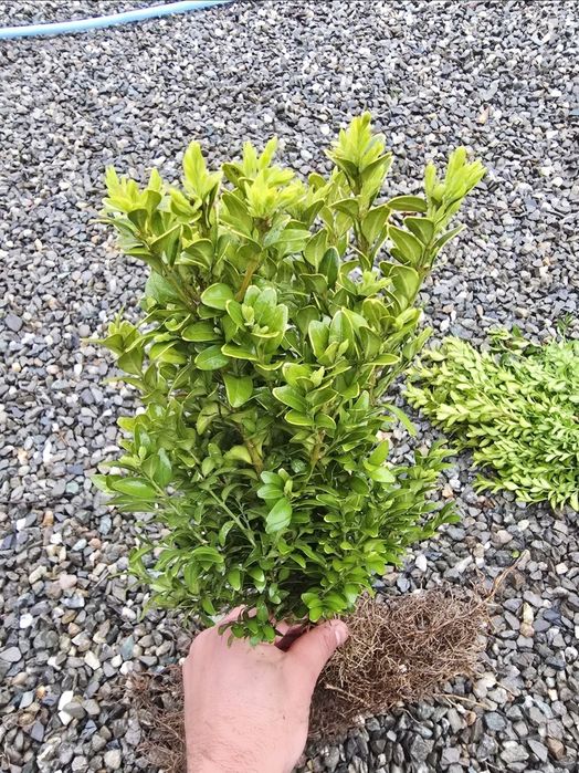 Lemn câinesc- veșnic verde - Ramificat