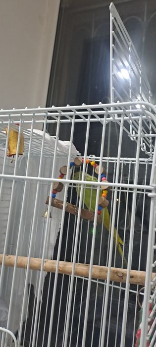 Продам попугая большой разговаривает