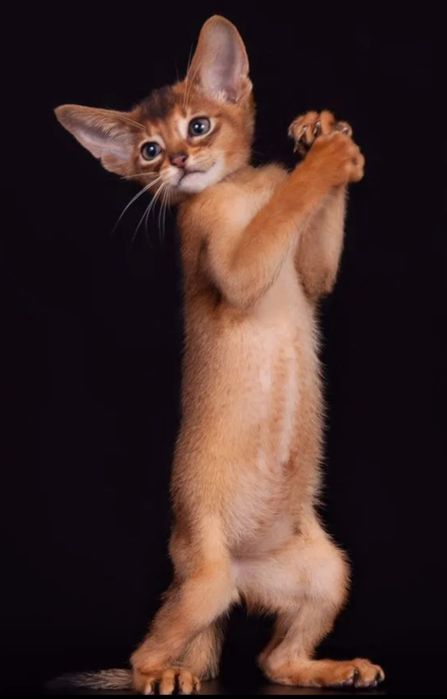 Абиссинские  малыши