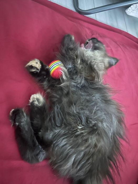 Котенок в добрые руки