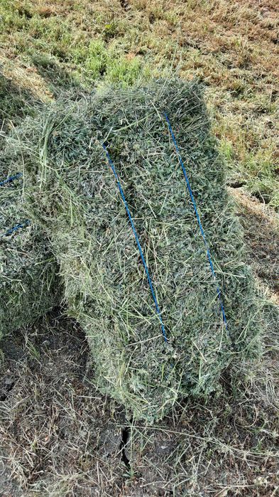 ‼️Baloti de lucerna producție 2025 ‼️