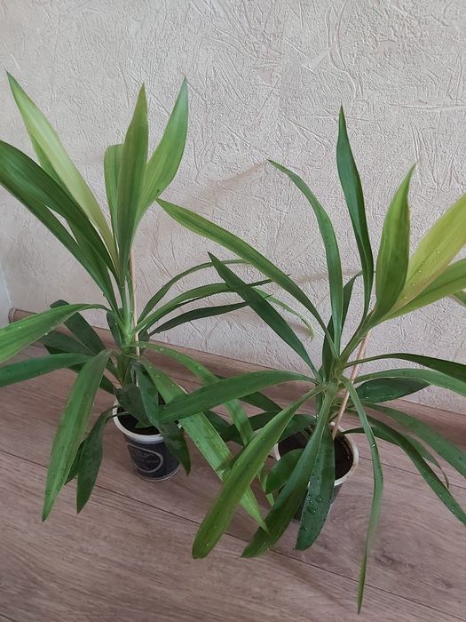 Комнатные цветы Пальма Кордилина.