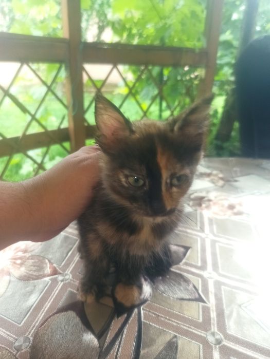 Dau spre adopție 2 pui de pisică  pufoși