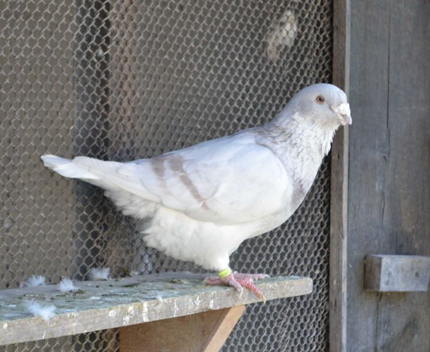 Porumbei Voiajori Standard