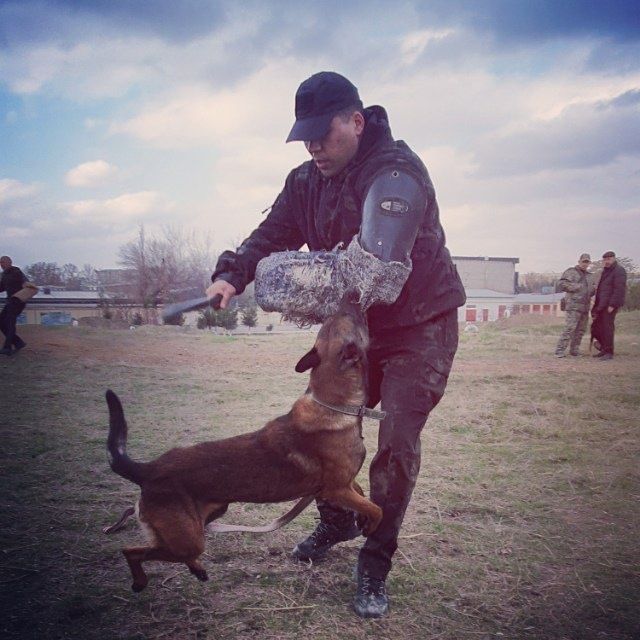 Дрессировка вашего  питомца. Инструктор Кинолог!