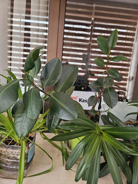 Продам офисные цветы горшки