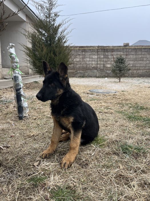 Шенок немецкая овчарка