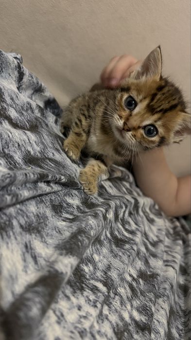 Отдам котят 1 месяц