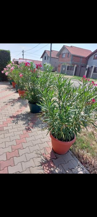 Leandri de vănzare 250 buc